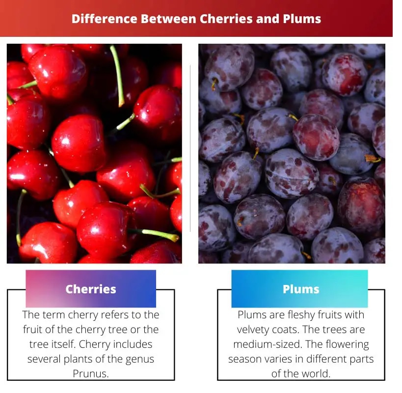 difference between cherries and plums in kenya