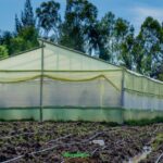 greenhouse farming in kenya