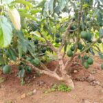 Best practices for successful hass avocado farming in Kenya