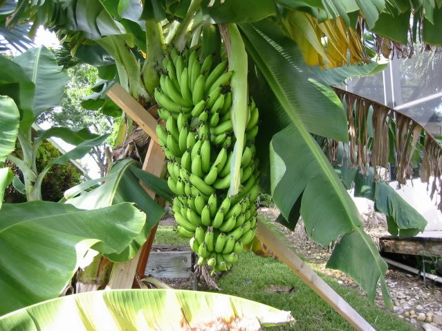 FHIA-23 banana variety