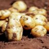 hybrid potato