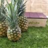 MD2 pineapple Variety