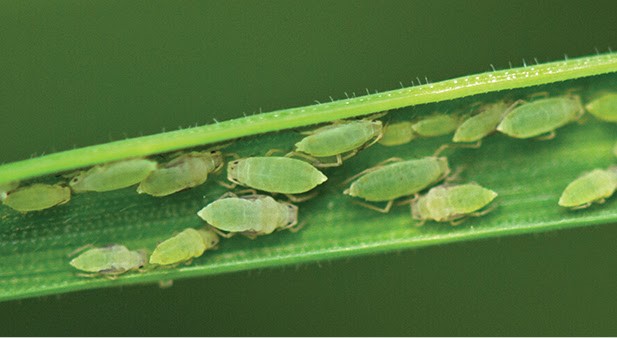 Pests of wheat Russian Wheat Aphid