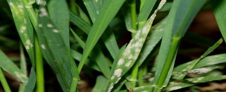 Powdery mildew (Erysiphe graminis f. sp. tritici) in wheat