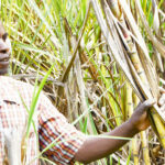 Sugarcane-farmers in kenya