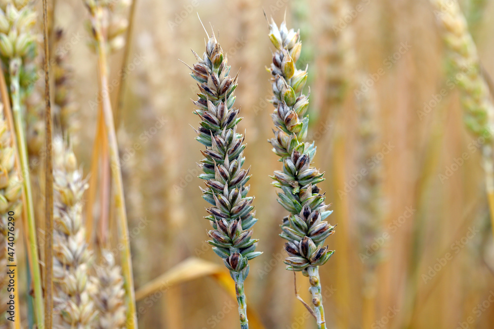 Wheat bunt (Tilletia tritici) pest of wheat