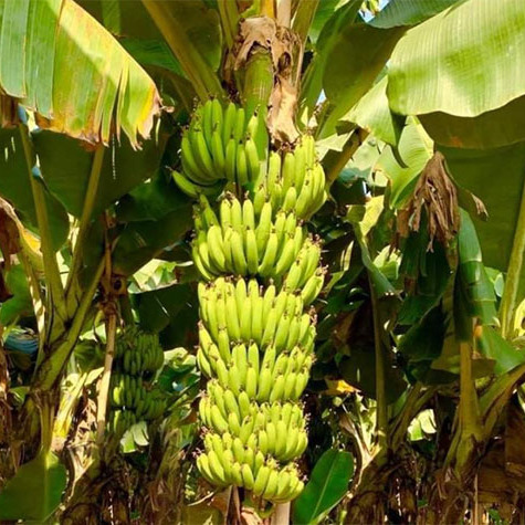 Williams Nain banana variety