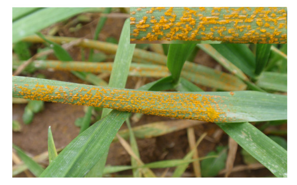 Yellow rust (Puccinia striiformis) pest of wheat
