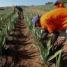 aloe vera farming business plan in kenya