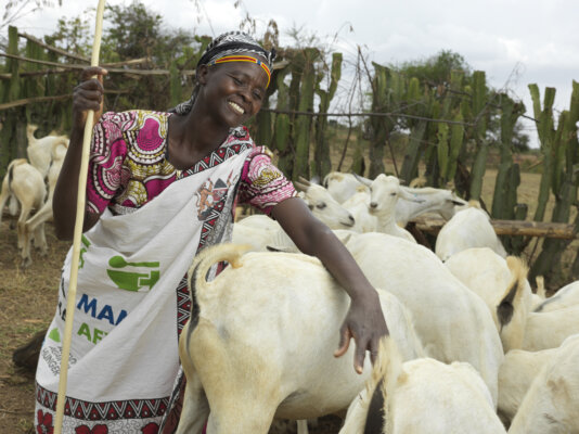 goats for meat production in kenya 2023