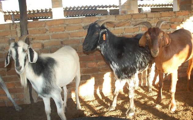 goats for meat production in kenya