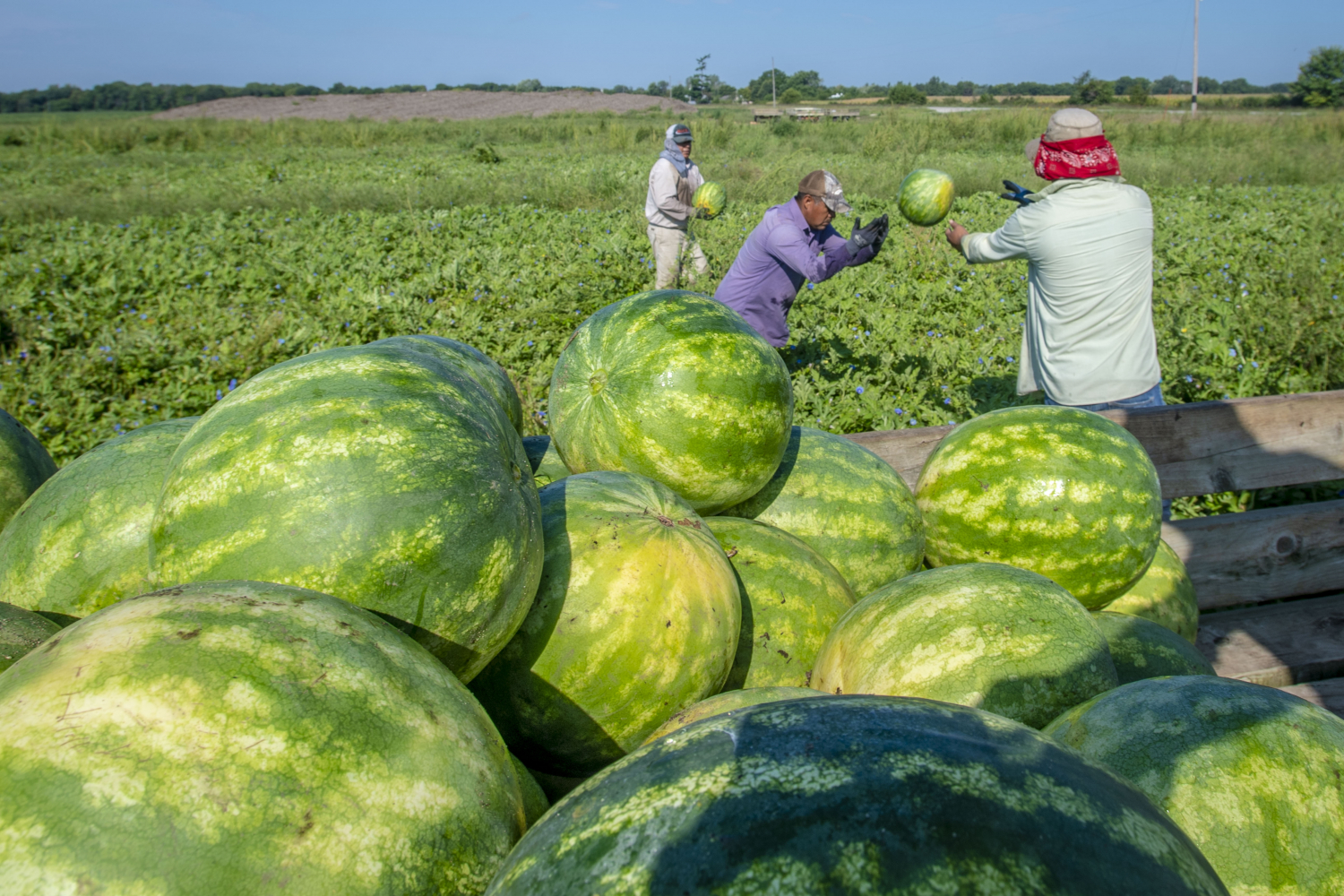 pests and diseases that affect watermelon farming in kenya