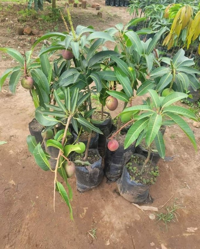 small mango fruit seedlings
