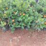 small orange fruit seedlings