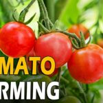 Tomato Farming Business Plan For A Beginner