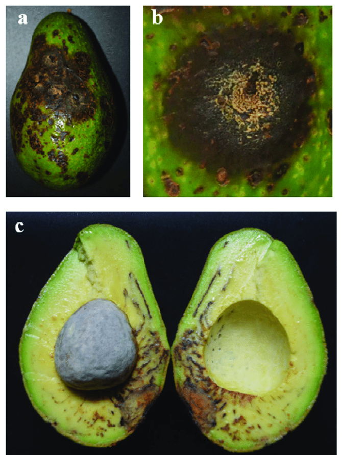 Anthracnose-symptoms-of-ripe-avocado-a-external-symptoms-of-a-fruit-with-multiple. Avocado disease 