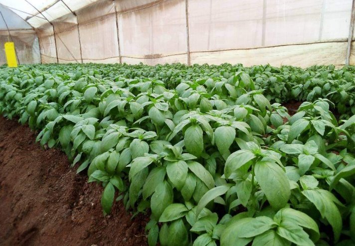 Basil Farming In Kenya; A Comprehensive Planting Guide