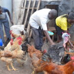 Best Poultry Health Management Practices For Beginners