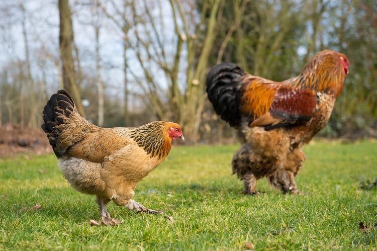 All About Brahma Chicken; The Giant Poultry Breed 2 Brahma Chicken in kenya