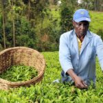 Challenges Facing Tea Farmers in Kenya: Overcoming Obstacles for Sustainable Growth