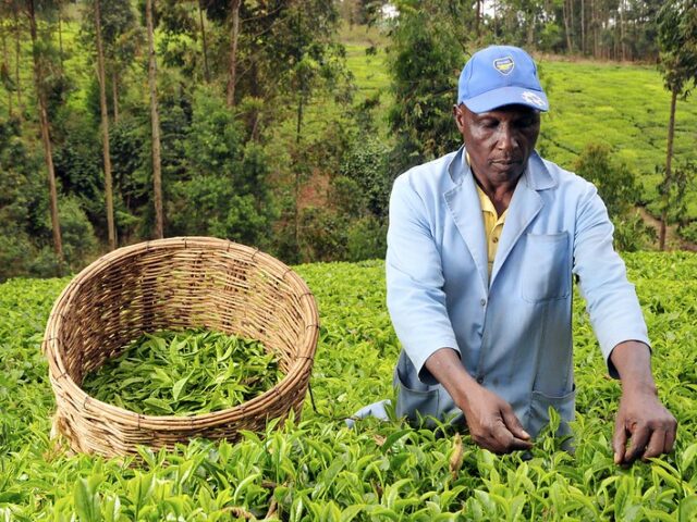 Challenges Facing Tea Farmers in Kenya: Overcoming Obstacles for Sustainable Growth