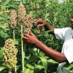 Millet Farming In Kenya 2023