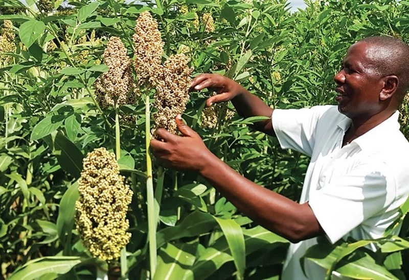 Millet Farming In Kenya 2023