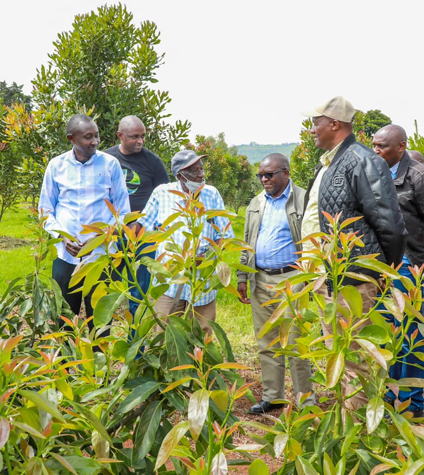 Nyandarua Governor Kiarie Badilisha with others tours a farm in Kanjuiri Ward growing avocado and macadamia