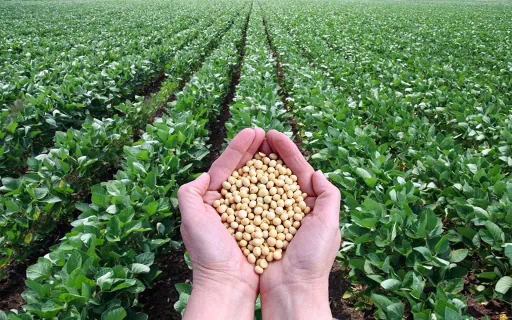 soya bean farming in kenya