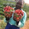 Strawberry Farming In Kenya; Complete Farming Guide