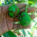 Symptoms of hass Avocado Scab disease treatment in kenya. avocado diseases
