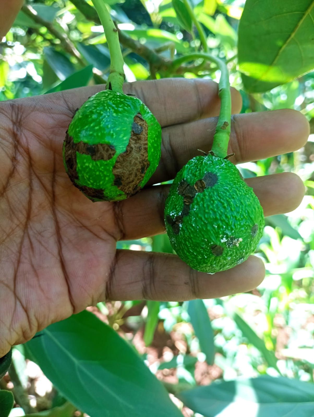 Symptoms of hass Avocado Scab disease treatment in kenya. avocado diseases