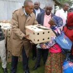 Women who practice Poultry farming in Kiambu County receive 20,000 improved Kienyeji chicks