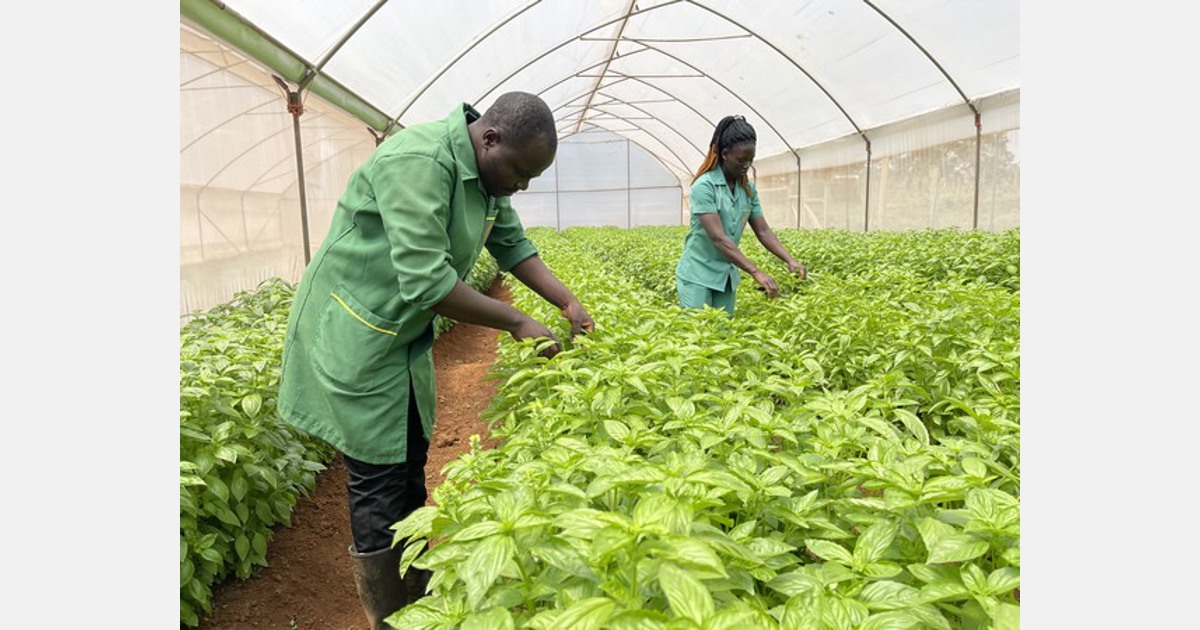 basil farmers in kenya