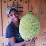 breadfruit farming in kenya