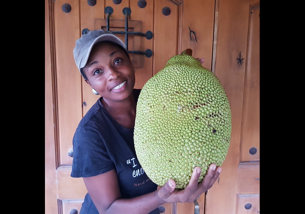 breadfruit farming in kenya