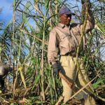 Sugarcane Farming In Kenya; Ultimate Way To Make Money