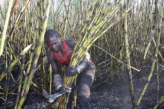 sugarcane farming in kenya farmers
