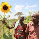 sunflower farmers in kenya