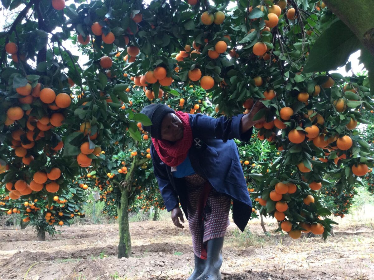 Pixie Orange Farming In Kenya