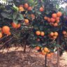 Pixie orange farm in Kenya
