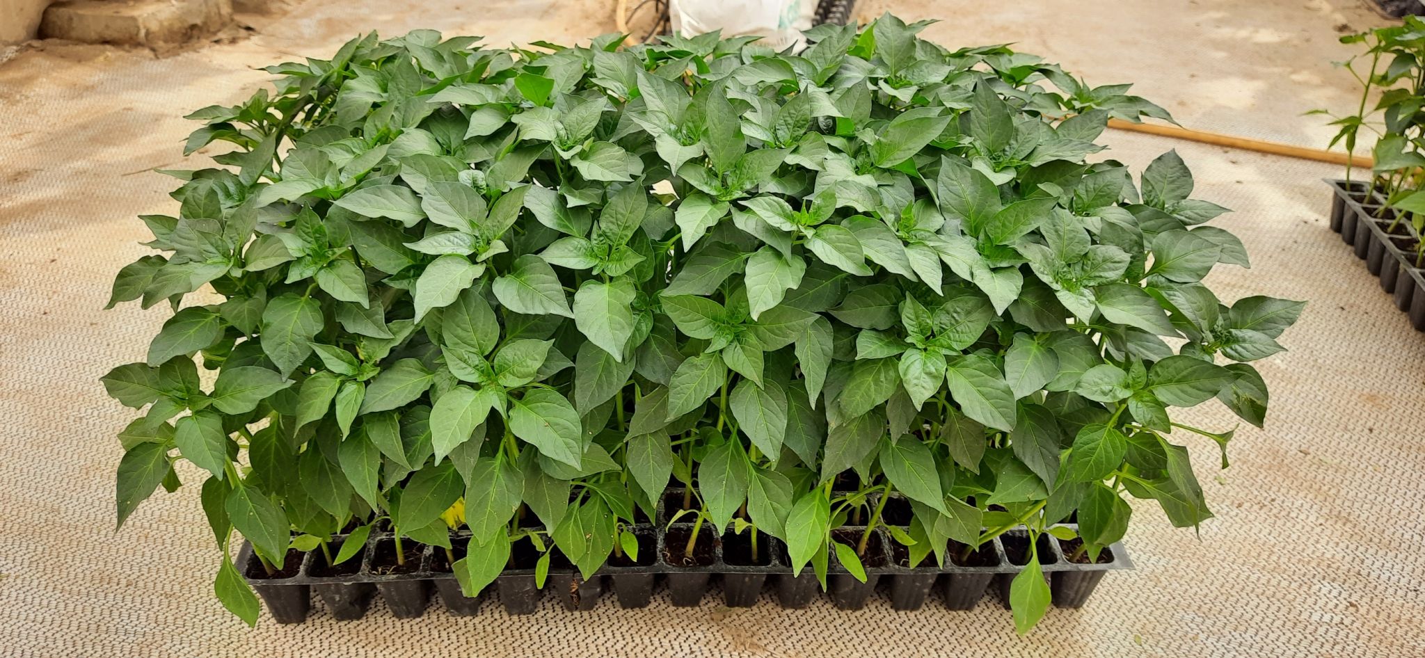 Capsicum Seedlings In A Tray