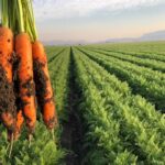 Carrot Farming In Kenya Farmers Trend