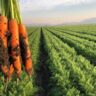 Carrot Farming In Kenya Farmers Trend