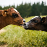 Cattle Maturity, What is the ideal age of cattle mating?