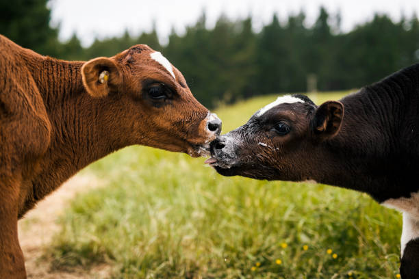 Cattle Maturity, What is the ideal age of cattle mating?
