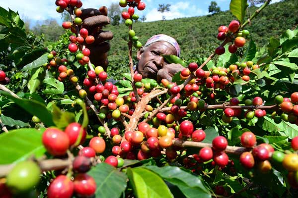 Coffee Farming In Kenya