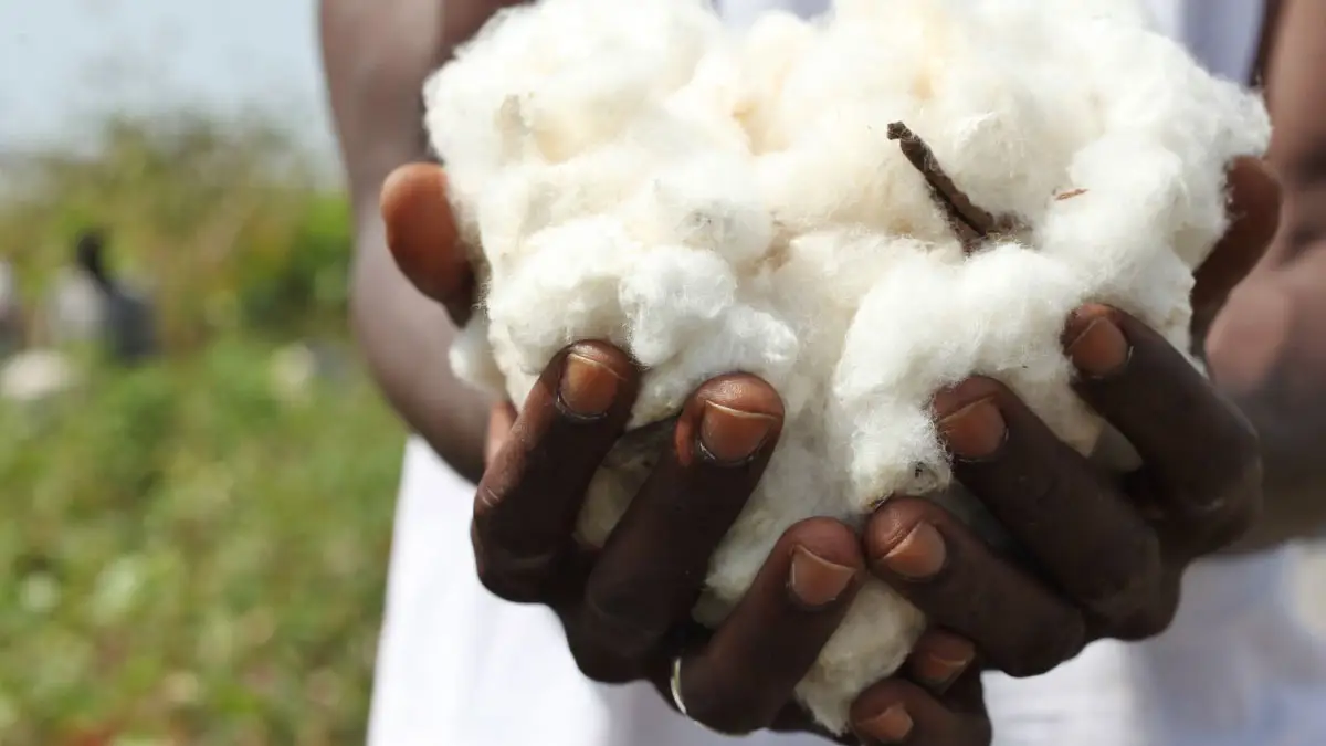 Cotton Farming In KeNYA 2024