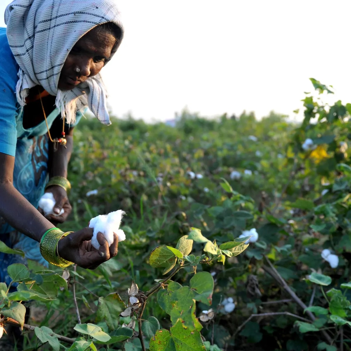 Cotton Farming in Kenya