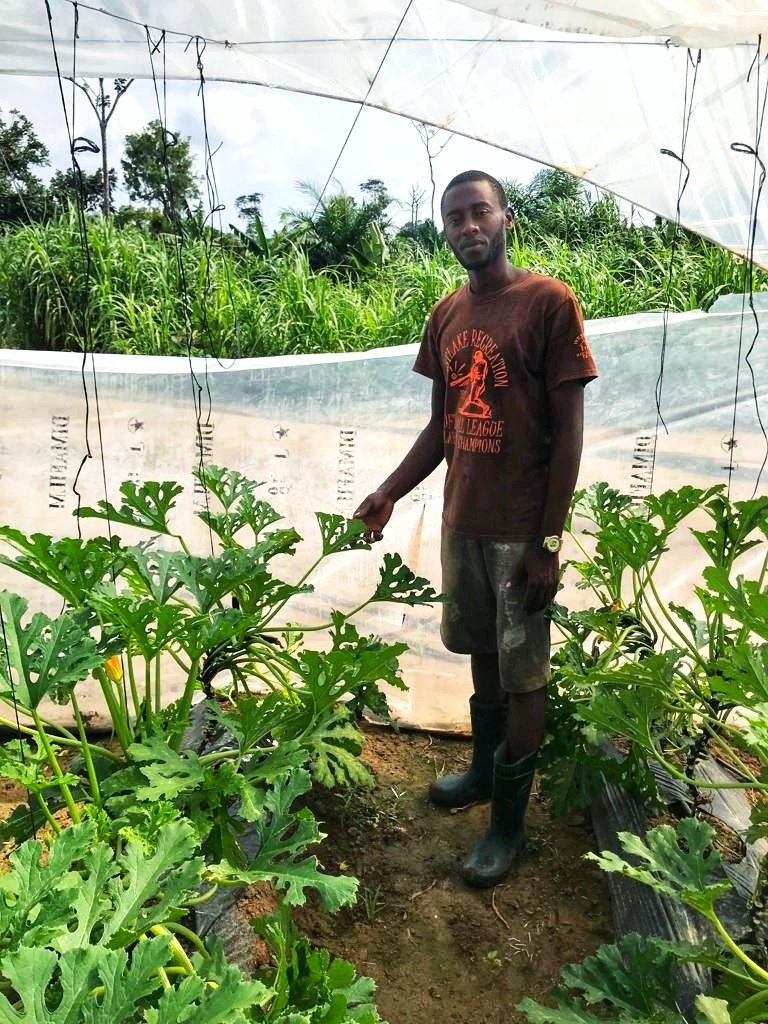 Courgette Farming In KENYA FARMERS TREND